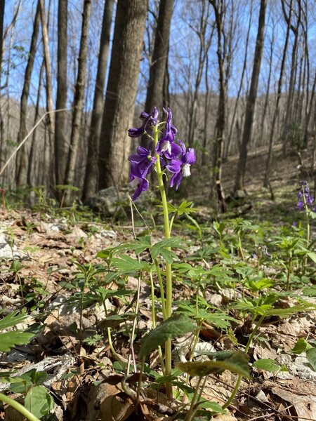 Dwarf Larkspur on the trail