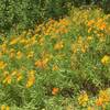 Wildflowers along the trail