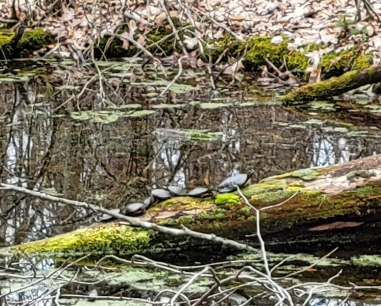 Seven turtles on a log.