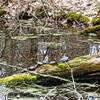 Seven turtles on a log.