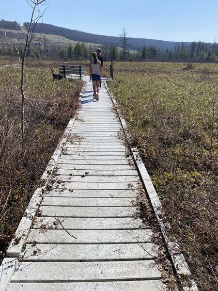 Boardwalk into the swamp area.