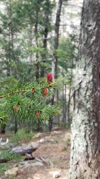 Blooming Pine Palmer Trail