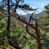 Broken Tree Archway