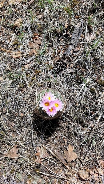 Blooming Cactus