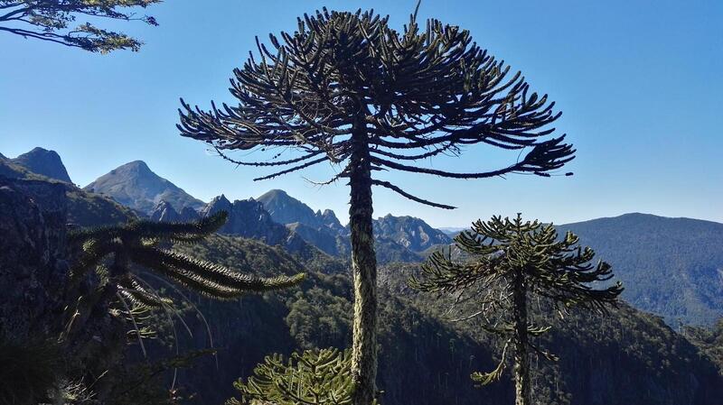 Araucaria trees look like dinosaur backscratchers