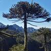 Araucaria trees look like dinosaur backscratchers