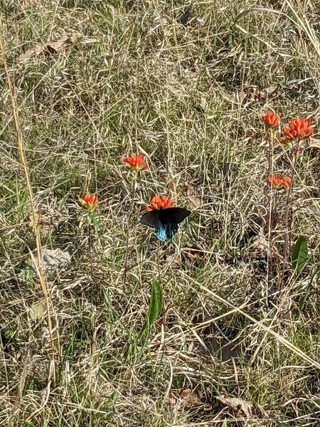 Pipevine swallowtail enjoying a scarlet Indian paintbrush.