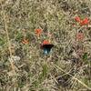 Pipevine swallowtail enjoying a scarlet Indian paintbrush.