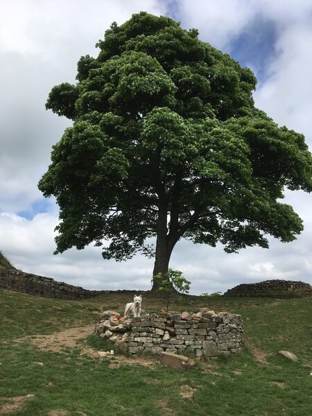 Sycamore gap