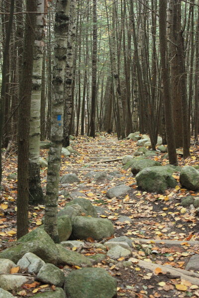 Hemlock Trail