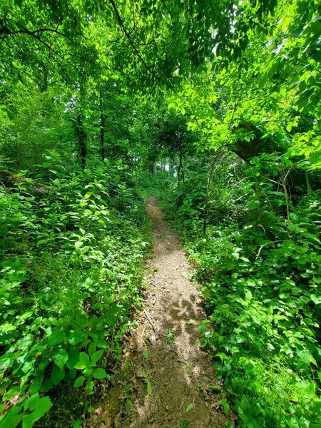 A narrower section with poison ivy on either side.