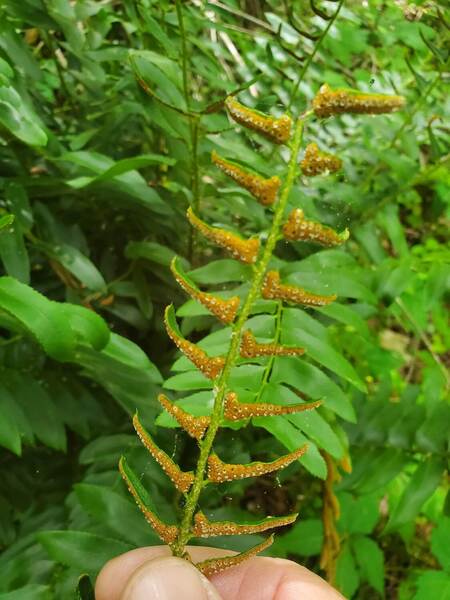 Spores on the underside of wood fern leaves.