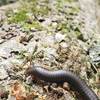 A common millipede hanging out on a downed tree. They have anywere from 80-400 legs (depending on their body length)!!