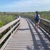 Anhinga Trail to find alligators