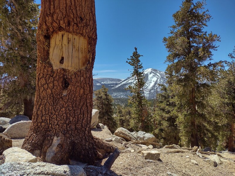 An old trail "sign" marking Guyot Pass that is just shy of 11,000 ft. The mountain seen ahead to the south is Mount Anna Mills, 12,054 ft.