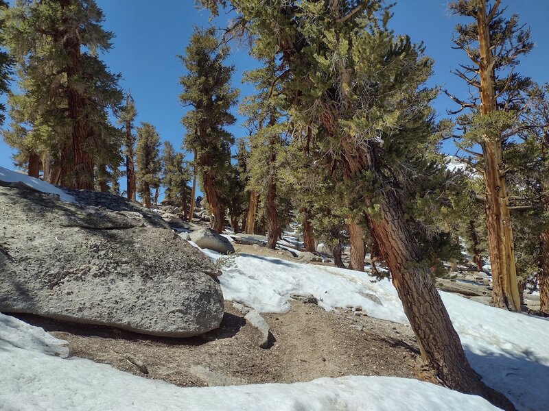 Climbing through patchy snow, to Guyot Pass (almost 11,000 ft.) from the north, on a crispy, clear early May afternoon.