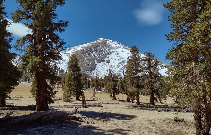 Mount Guyot, 12,300 ft. looms behind Guyot Meadows, looking south-southwest on the PCT.