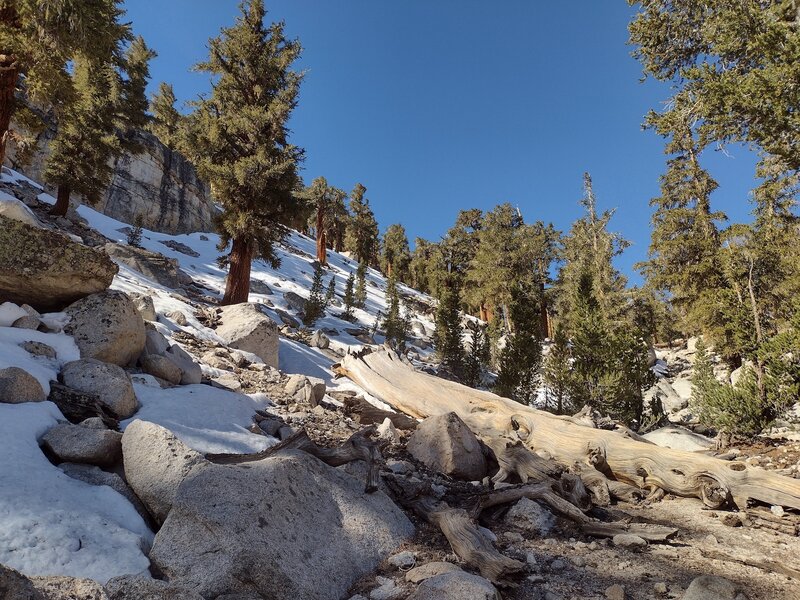 Patchy snow on the climb out of Crabtree Meadows, going south on the PCT in early May.