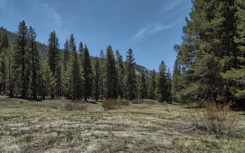 Pretty meadow along Golden Trout Creek Trail beginning to turn spring green in early May.