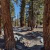 The pretty forest over Trail Pass.  This is typical of the forested hills of Golden Trout Wilderness, Inyo National Forest.