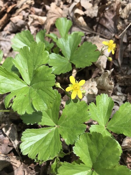 Barren Strawberry