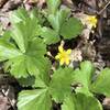 Barren Strawberry