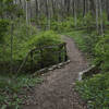 Trail passing through the woods