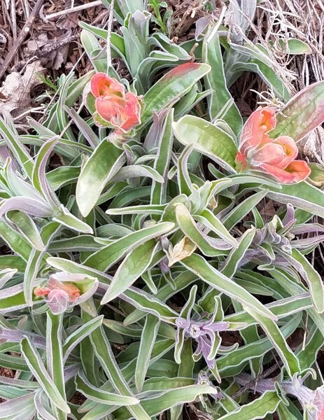 Early spring blooms along trail.