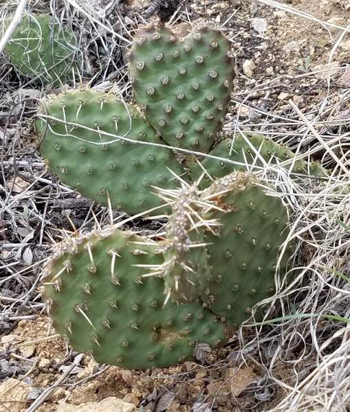 Cactus love along trail