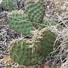 Cactus love along trail