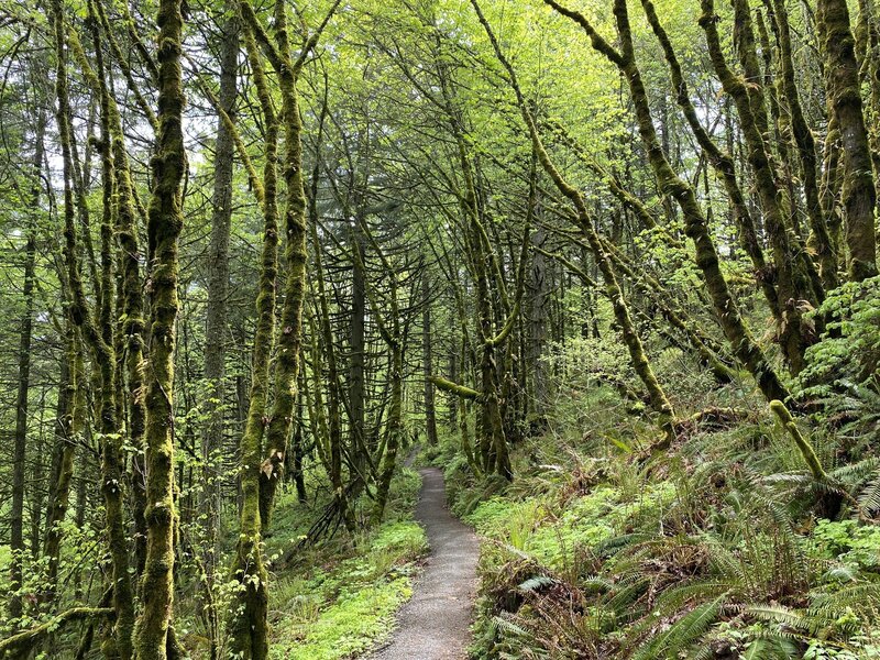 Fir and maple forest