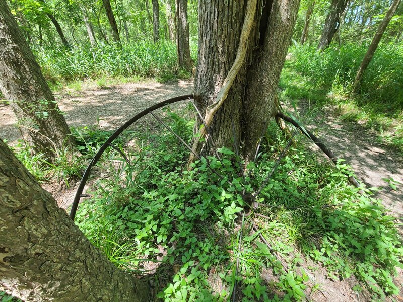 Tree growing over old cart wheel