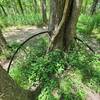 Tree growing over old cart wheel