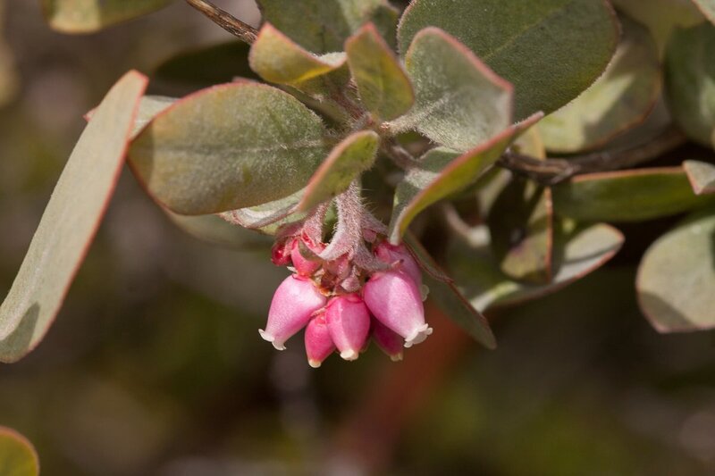 Manzanita (photo by Norvin Knight)