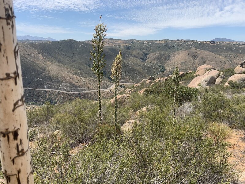 Clevinger Canyon in spring just after reaching the ridge. Agave flower shoots are the tallest plant in this area.