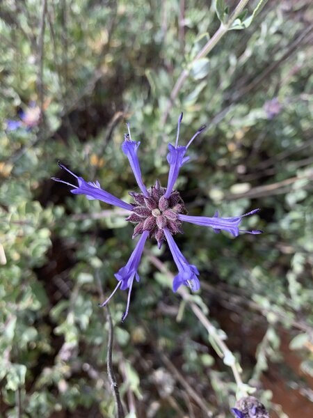 Sage, my favorite plant in the mountains of the US west: beautiful to look at and wonderful to smell after crushing a few leaves on your beard.