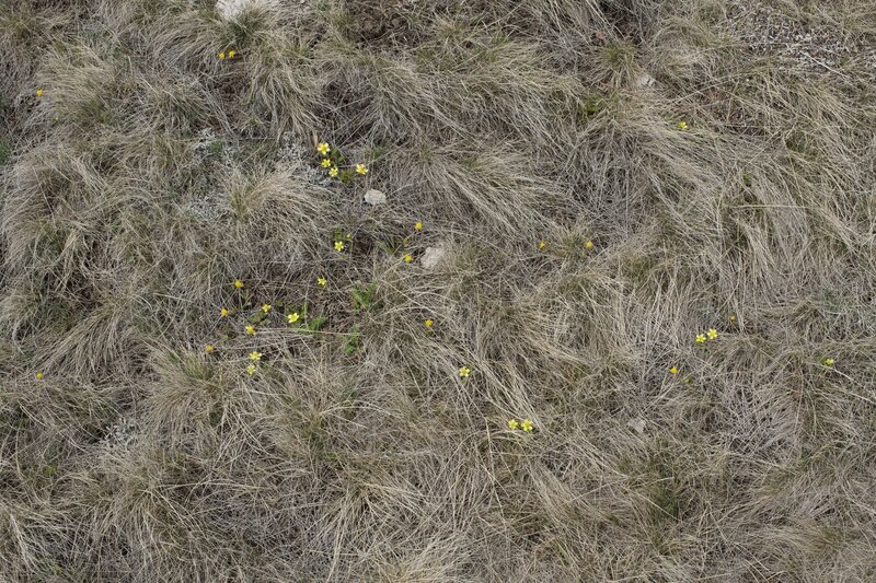 Flowers bloom along the trail in May as the snow begins to recede.