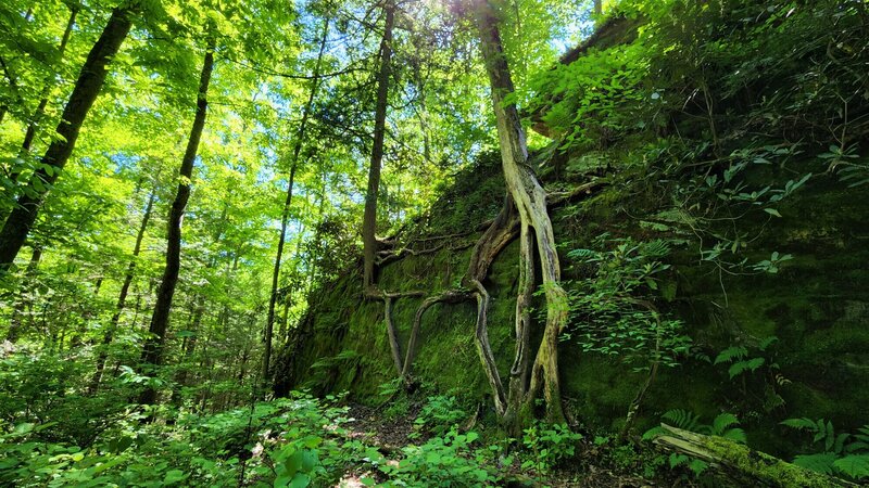 View from the trail