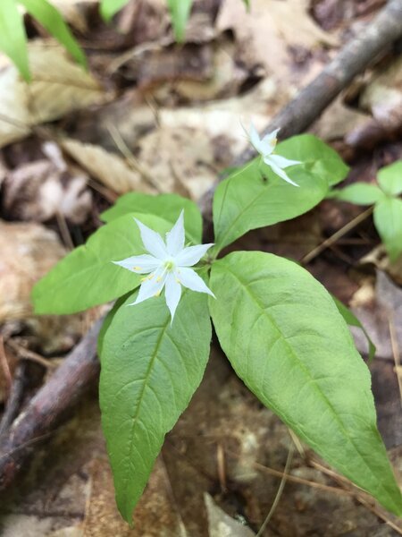 Starflower (Trientalis borealis)