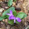 Fringed Polygala (Polygala paucifolia).