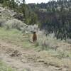 Marmot standing guard by the trail.