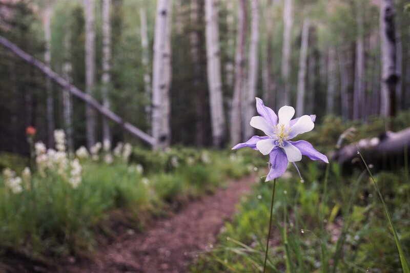 Wildflowers and aspen on the Twin Eagles Trail.