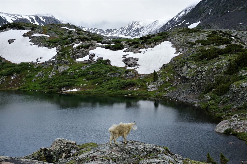 Mountain Goat surveying the scene at Mohawk Lake