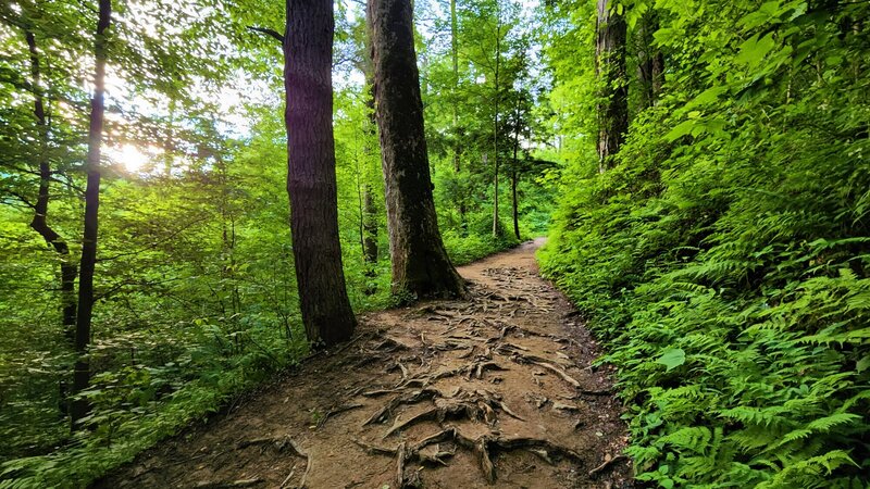 View from the trail