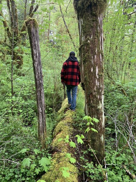 Foot bridge log crossing.