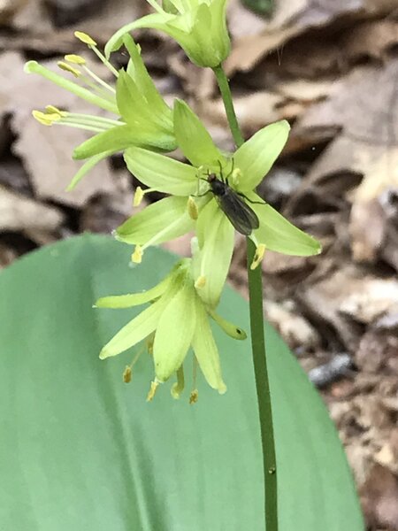 Fly on Clintonia borealis.