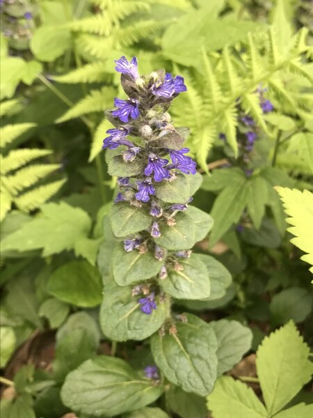 Bugleweed (Ajuga reptans).