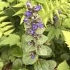 Bugleweed (Ajuga reptans).