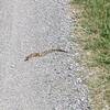 Snake on East Dike Trail