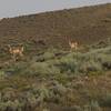 You'll see lots of animals on this trail in the summer.  Here, a female pronghorn and her fawn watch us as we hike through the area.